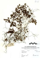 藏品(小葉海金沙)的圖片